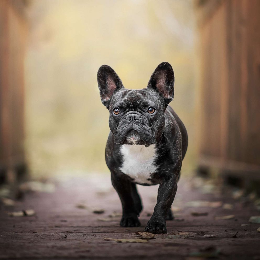 A French Bulldog